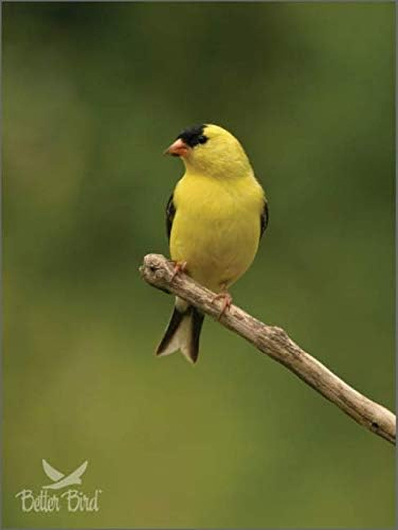 Finch Food, 4 Lb